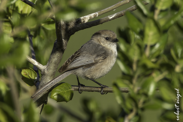 Ulistac Natural Area